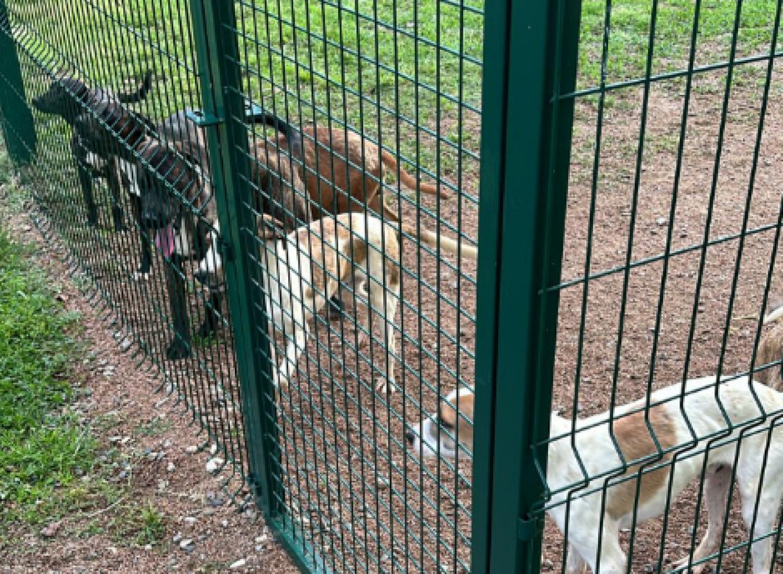 Gossos abandonats al tancat del Passeig del Ter