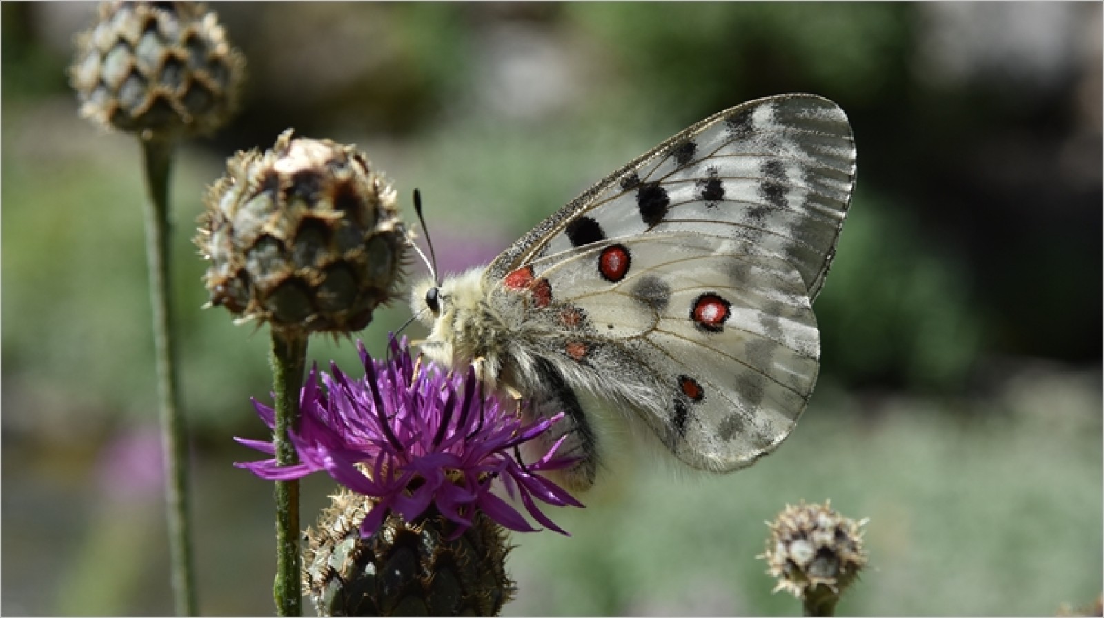 Insecte pol·linitzador en una flor silvestre