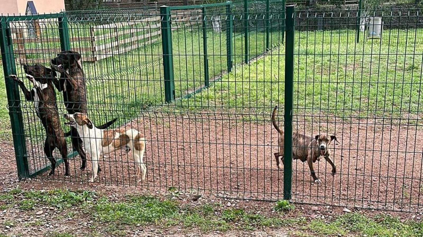 Els gossos van ser abandonats a principis del mes de maig