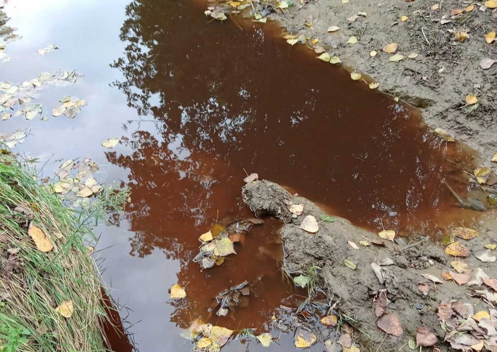 Els purins que han aparegut al torrent