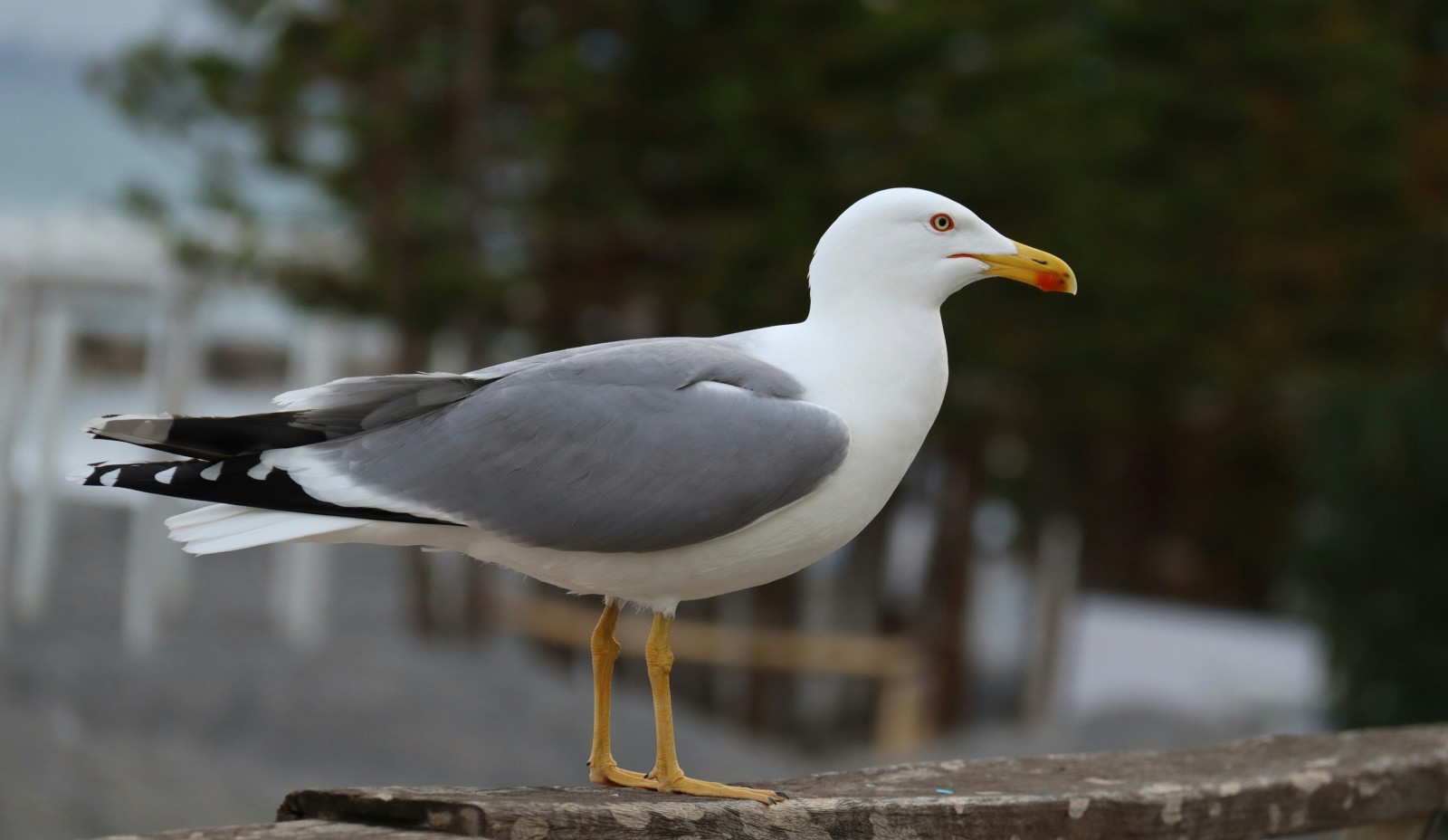 Imatge il·lustrativa